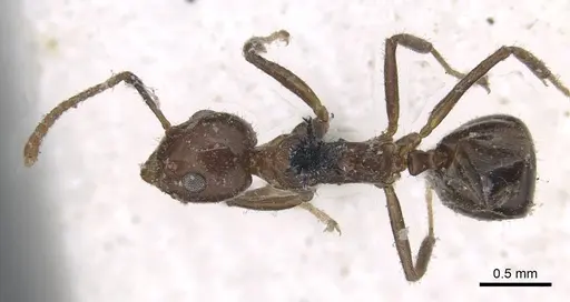 Dolichoderus taprobanae specimen CASENT0915558 image casent0915558_1