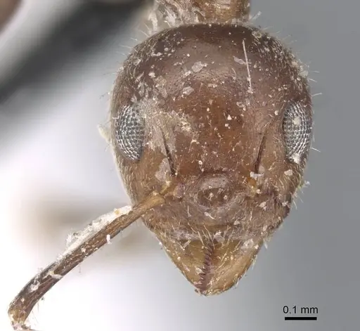 Dolichoderus taprobanae specimen CASENT0915558 image casent0915558_2