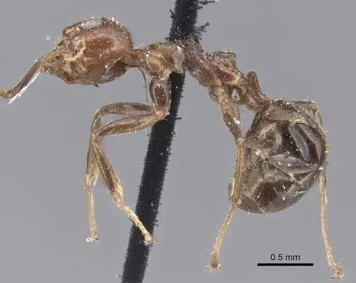 Dolichoderus taprobanae specimen CASENT0915558 image casent0915558_3