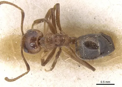 Dolichoderus taprobanae specimen CASENT0915559 image casent0915559_1