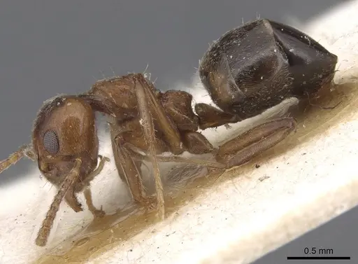 Dolichoderus taprobanae specimen CASENT0915559 image casent0915559_3