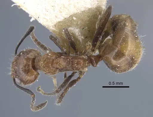 Dolichoderus taprobanae specimen CASENT0917102 image casent0917102_1