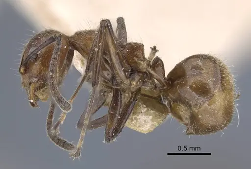 Dolichoderus taprobanae specimen CASENT0917102 image casent0917102_3