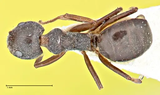 Dolichoderus taprobanae specimen FOCOL2760 image focol2760_1