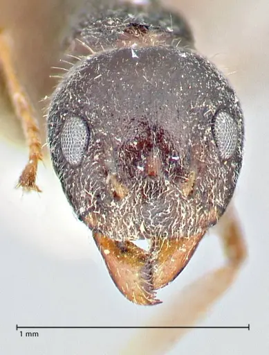 Dolichoderus taprobanae specimen FOCOL2760 image focol2760_2