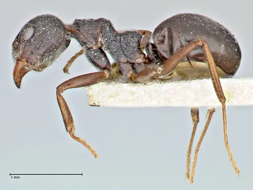 Dolichoderus taprobanae specimen FOCOL2760 image focol2760_3