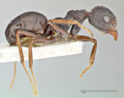 Dolichoderus taprobanae specimen FOCOL2760 image focol2760_4