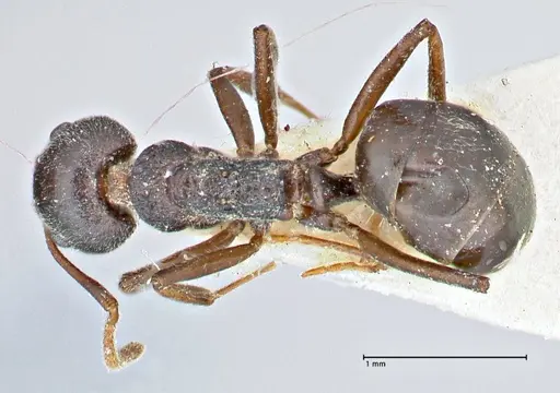 Dolichoderus taprobanae specimen FOCOL2761 image focol2761_1
