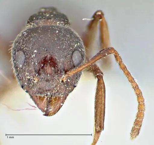 Dolichoderus taprobanae specimen FOCOL2761 image focol2761_2