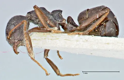 Dolichoderus taprobanae specimen FOCOL2761 image focol2761_3