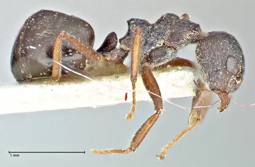 Dolichoderus taprobanae specimen FOCOL2761 image focol2761_4