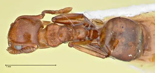 Dolichoderus taprobanae specimen FOCOL2762 image focol2762_1