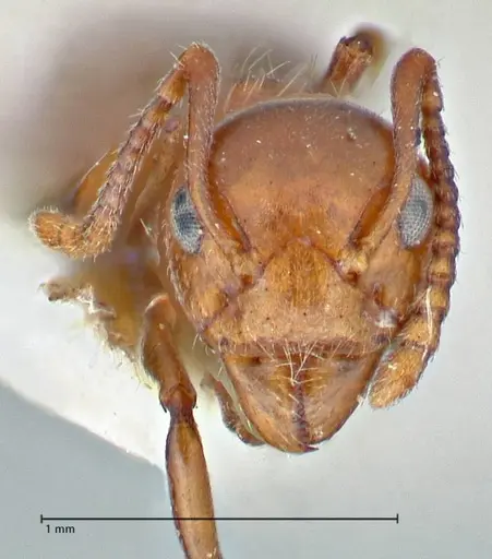 Dolichoderus taprobanae specimen FOCOL2762 image focol2762_2