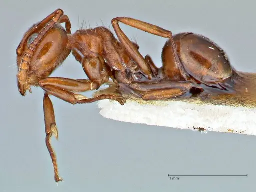 Dolichoderus taprobanae specimen FOCOL2762 image focol2762_3
