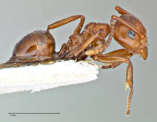 Dolichoderus taprobanae specimen FOCOL2762 image focol2762_4