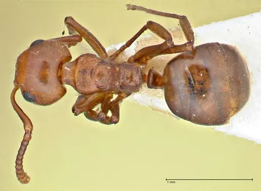 Dolichoderus taprobanae specimen FOCOL2763 image focol2763_1