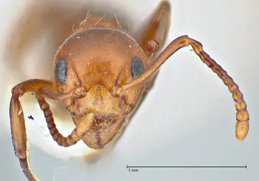 Dolichoderus taprobanae specimen FOCOL2763 image focol2763_2