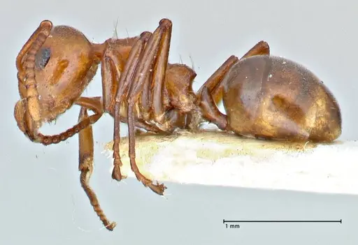 Dolichoderus taprobanae specimen FOCOL2763 image focol2763_3