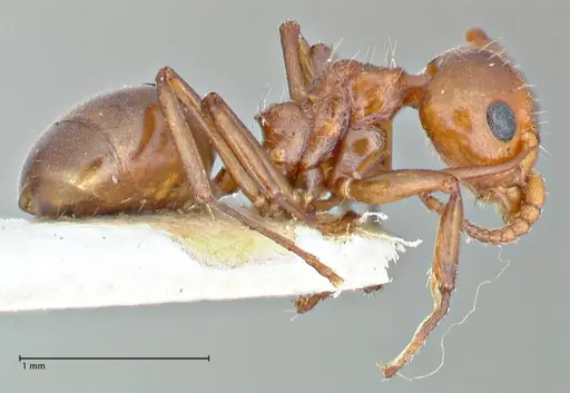 Dolichoderus taprobanae specimen FOCOL2763 image focol2763_4