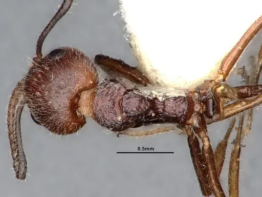 Dolichoderus taprobanae specimen SMFHYM0008907 image smfhym0008907_1