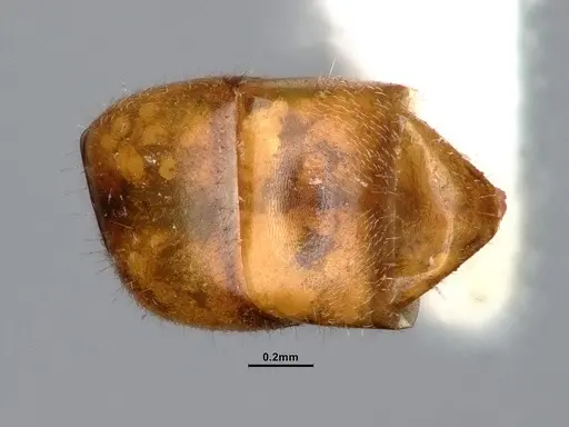 Dolichoderus taprobanae specimen SMFHYM0008907 image smfhym0008907_2