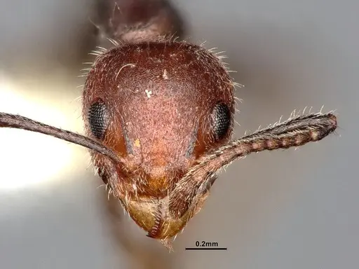 Dolichoderus taprobanae specimen SMFHYM0008907 image smfhym0008907_3