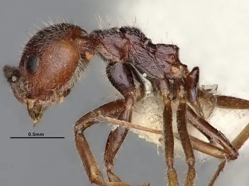 Dolichoderus taprobanae specimen SMFHYM0008907 image smfhym0008907_4