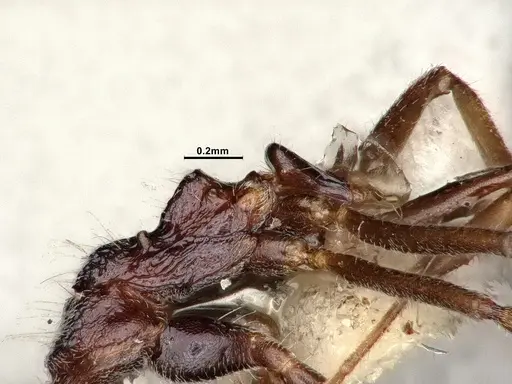 Dolichoderus taprobanae specimen SMFHYM0008907 image smfhym0008907_5