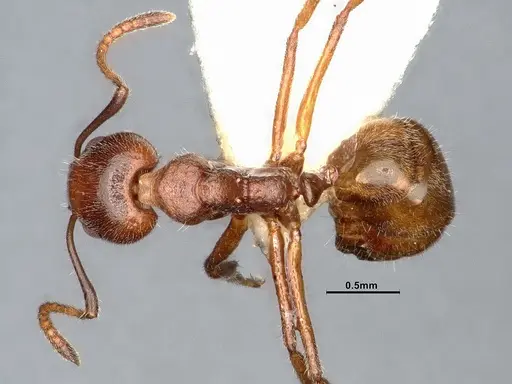 Dolichoderus taprobanae specimen SMFHYM0008922 image smfhym0008922_1
