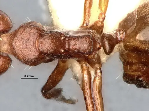 Dolichoderus taprobanae specimen SMFHYM0008922 image smfhym0008922_2