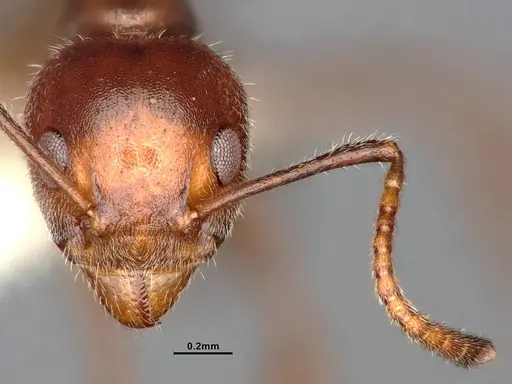 Dolichoderus taprobanae specimen SMFHYM0008922 image smfhym0008922_3