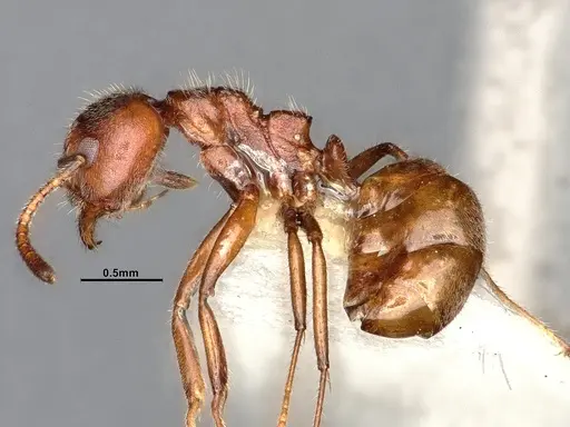 Dolichoderus taprobanae specimen SMFHYM0008922 image smfhym0008922_4