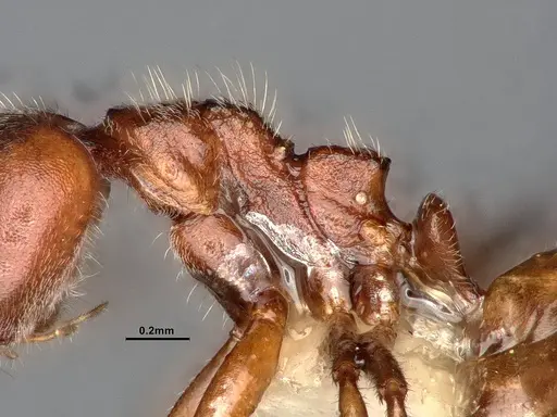 Dolichoderus taprobanae specimen SMFHYM0008922 image smfhym0008922_5