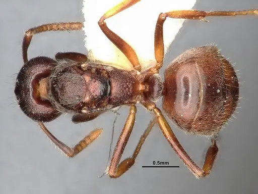 Dolichoderus taprobanae specimen SMFHYM0008930 image smfhym0008930_1