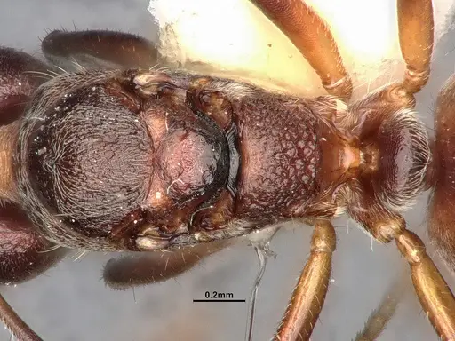 Dolichoderus taprobanae specimen SMFHYM0008930 image smfhym0008930_2