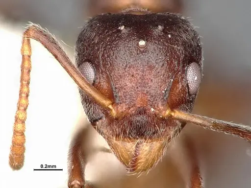 Dolichoderus taprobanae specimen SMFHYM0008930 image smfhym0008930_3