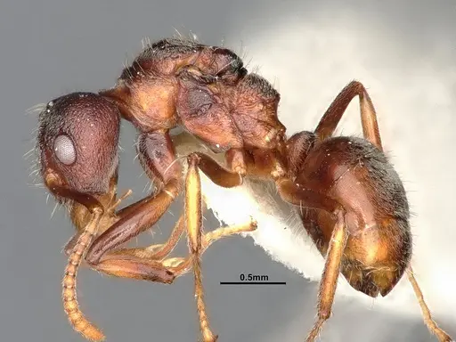 Dolichoderus taprobanae specimen SMFHYM0008930 image smfhym0008930_4