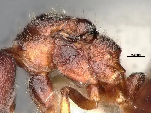Dolichoderus taprobanae specimen SMFHYM0008930 image smfhym0008930_5