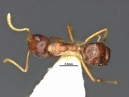 Dolichoderus taprobanae specimen SMFHYM0008932 image smfhym0008932_1