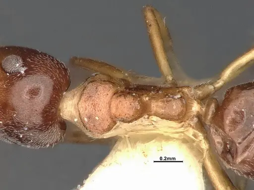 Dolichoderus taprobanae specimen SMFHYM0008932 image smfhym0008932_2