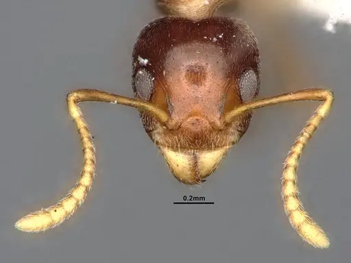Dolichoderus taprobanae specimen SMFHYM0008932 image smfhym0008932_3