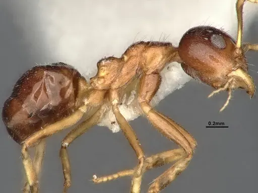 Dolichoderus taprobanae specimen SMFHYM0008932 image smfhym0008932_4