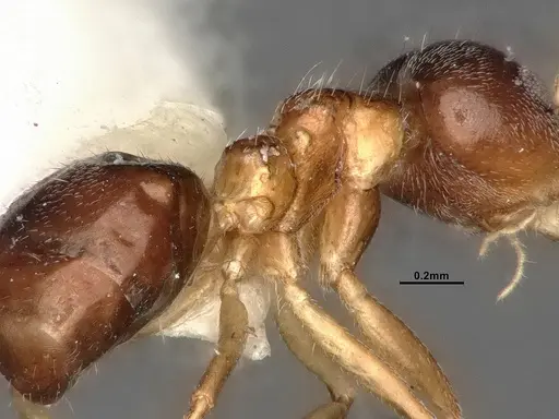 Dolichoderus taprobanae specimen SMFHYM0008932 image smfhym0008932_5