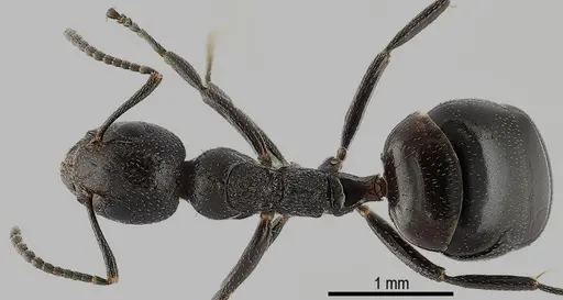 Dolichoderus taschenbergi specimen ANTWEB1041580 image antweb1041580_1