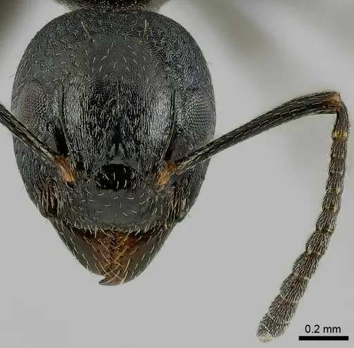 Dolichoderus taschenbergi specimen ANTWEB1041580 image antweb1041580_2