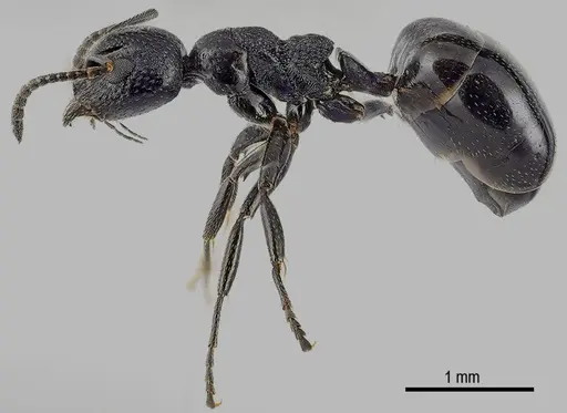 Dolichoderus taschenbergi specimen ANTWEB1041580 image antweb1041580_3