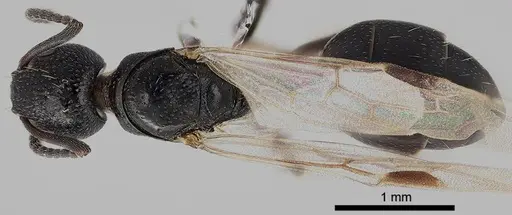 Dolichoderus taschenbergi specimen ANTWEB1041581 image antweb1041581_1