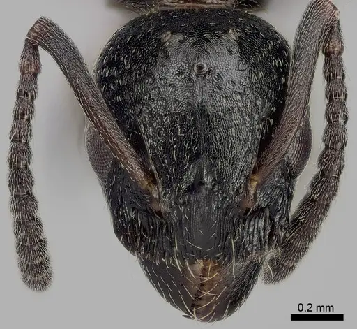 Dolichoderus taschenbergi specimen ANTWEB1041581 image antweb1041581_2