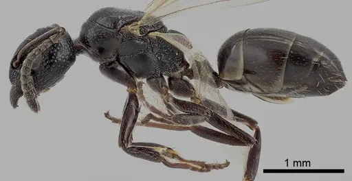 Dolichoderus taschenbergi specimen ANTWEB1041581 image antweb1041581_3