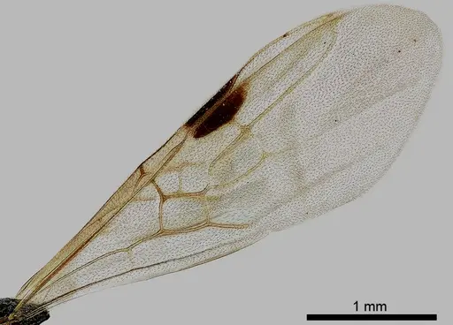 Dolichoderus taschenbergi specimen ANTWEB1041581 image antweb1041581_4